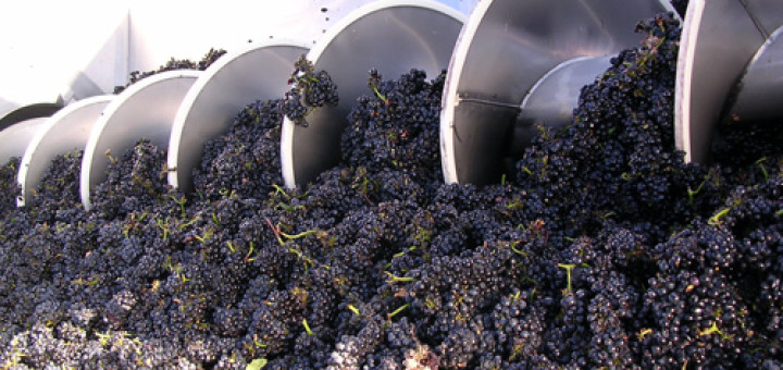 wine grapes