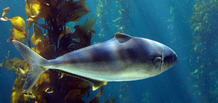 tuna in kelp forest