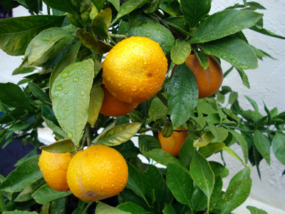 orange mandarin tree with bright green leaves and ripe fruit