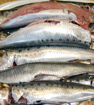 fresh sardines deboned and prepared for cooking