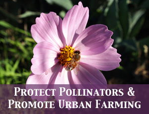 Advocate_PollinatorsUrbanFarming_sm