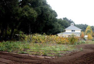 CHGA_winter_garden