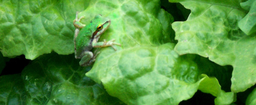 DS_frog_lettuce_featured