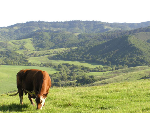 grass-fed beef at Rancho San Julian, Santa Ynez Valley