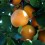 California Rare Fruit Growers