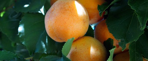 California Rare Fruit Growers