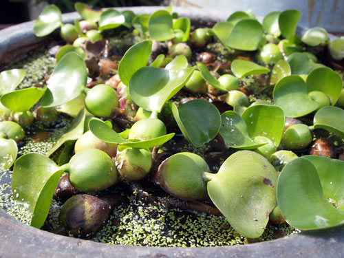 Sage also offers a selection of water plants including Water Hyacinth and Duck Weed