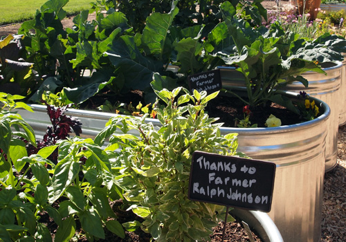 Edible garden installation for SAVOR the Central Coast 2012