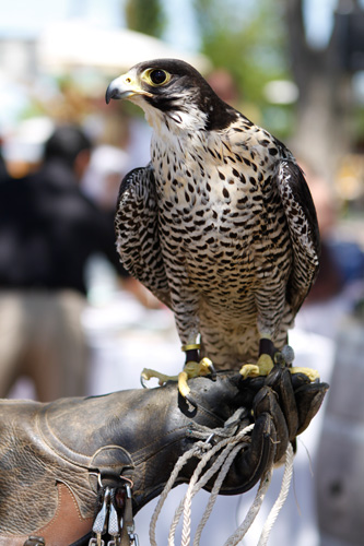 falcons provide natural nuisance bird abatement