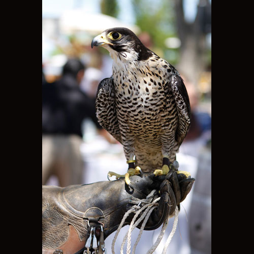 falcons for nuisance bird abatement