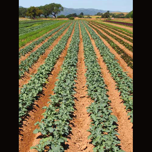 organic farm rows