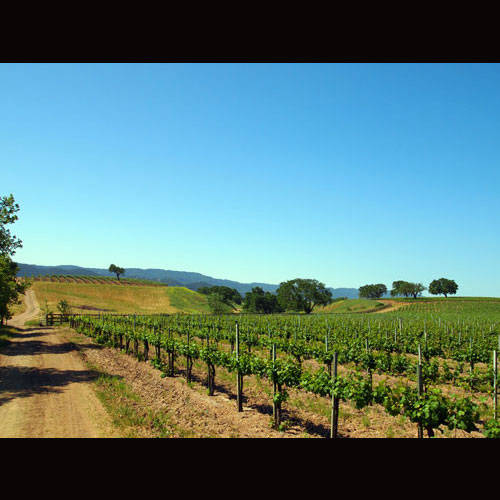Gainey vineyards