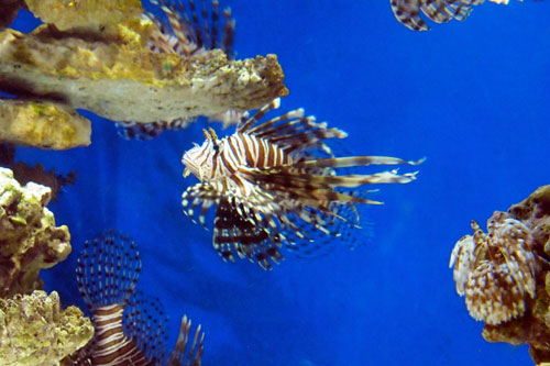 eating invasive species like Lionfish is an option for chefs but they're not easy to catch or clean