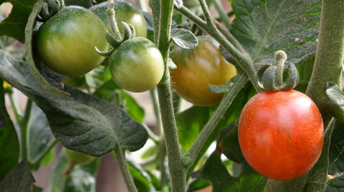 Stupice tomato