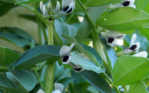 FavaBeans