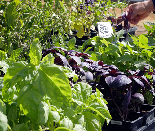 A range of basil plants for sale at JR Johnson Biodynamic Organic Farm's farmers market booth