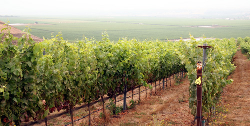 BIEN_VineyardFog