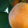 OrangeApricot