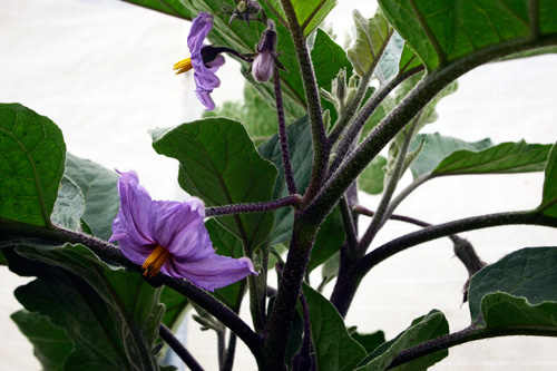 EggplantBlossoms