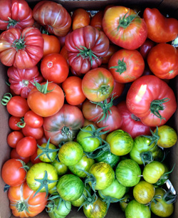 What tomatoes will you plant this year?