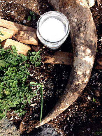 biodynamic cow horn preparation