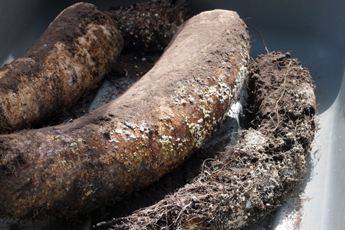 JRJO_CompostedCowManure