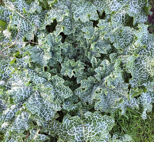 milk thistle