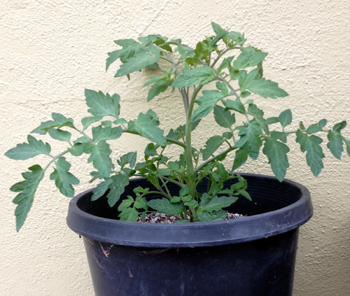 JRJO_QuarterbackTomato