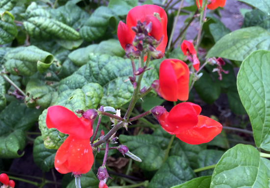 Scarlet Runner Beans JRJO_ScarletRunnerBeans