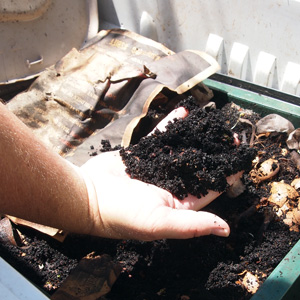 worm castings